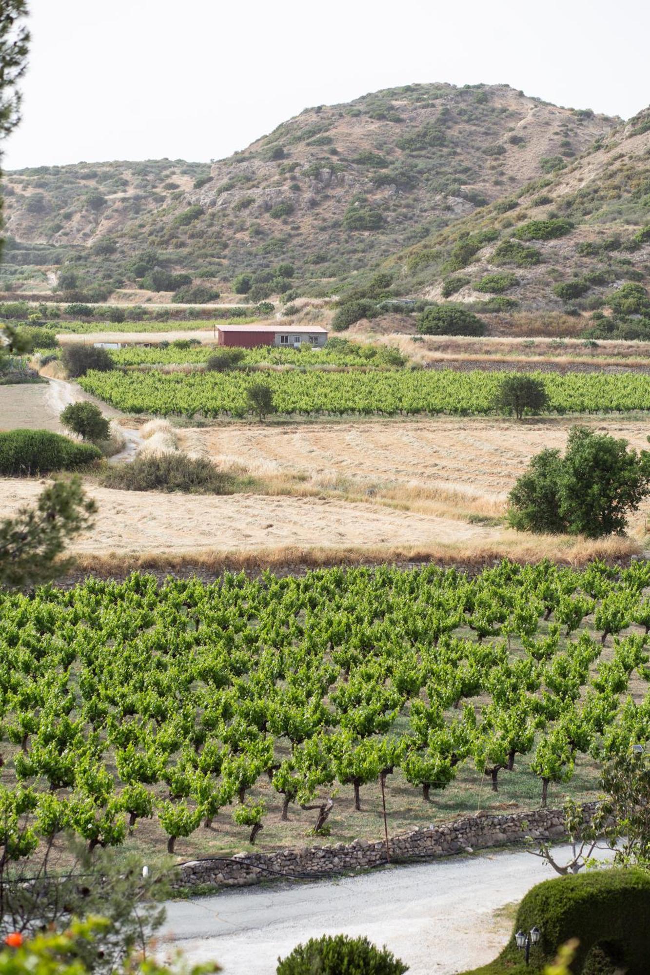 Vina Oliva Resort Piszúri Kültér fotó